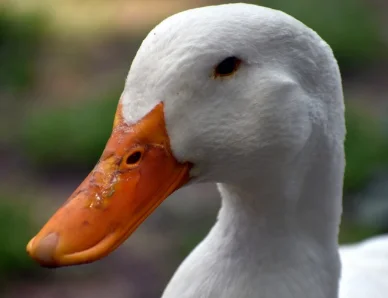 Ducks Anarchy icon