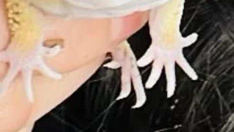 Ascendra.typeshit.com icon
